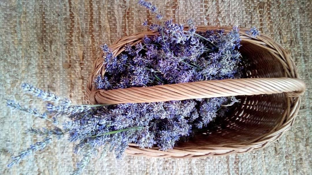 Soba Lavanda Kladovo Buitenkant foto